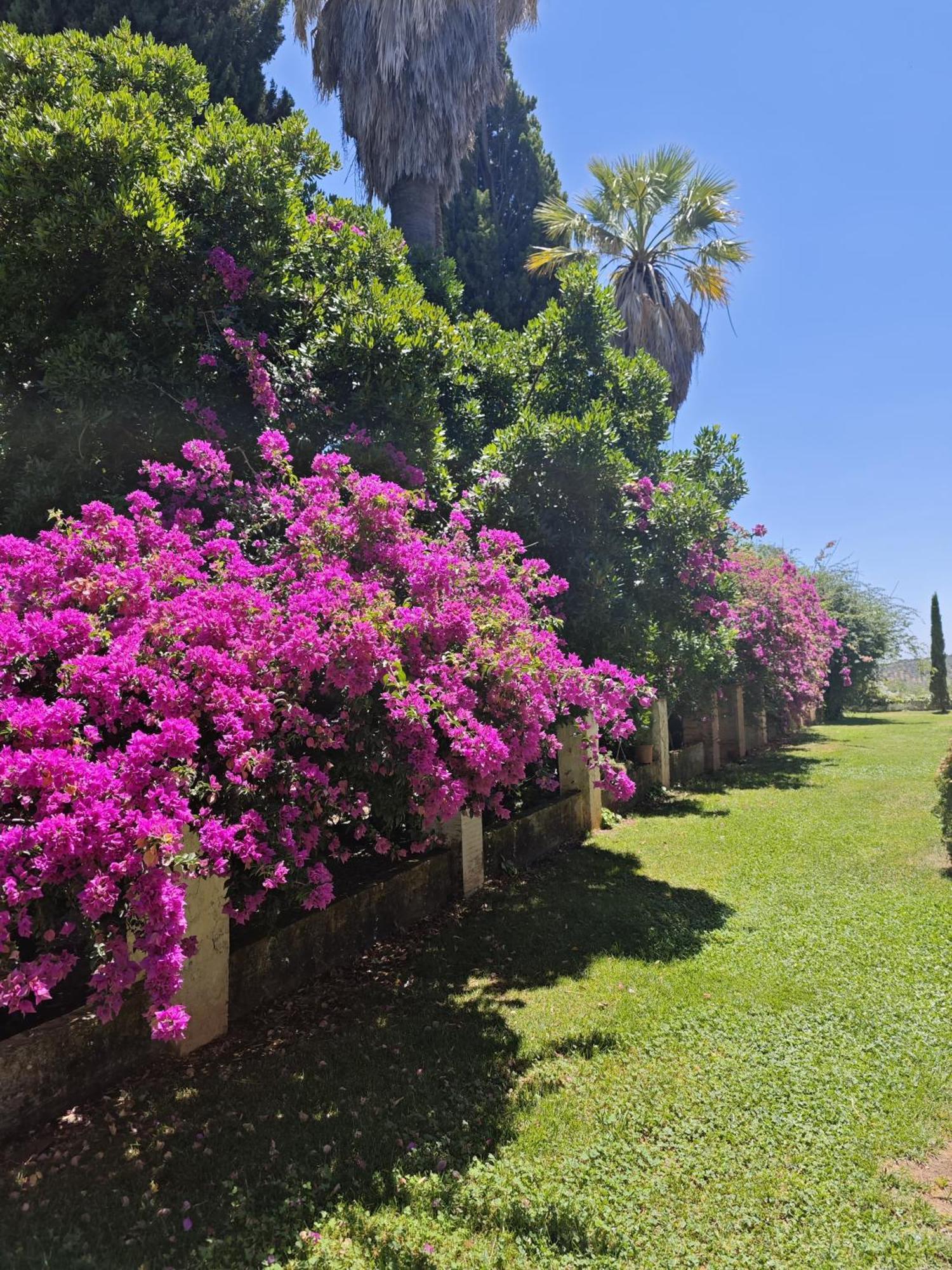 Finca La Favorita- Suites (Adults Only) Constantina Zewnętrze zdjęcie